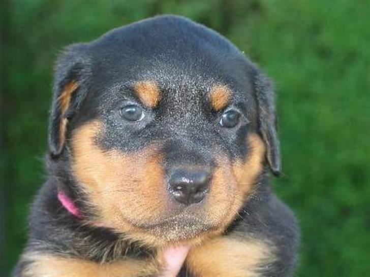 Rottweiler Tazja, fattiggårdens Foxy billede 9