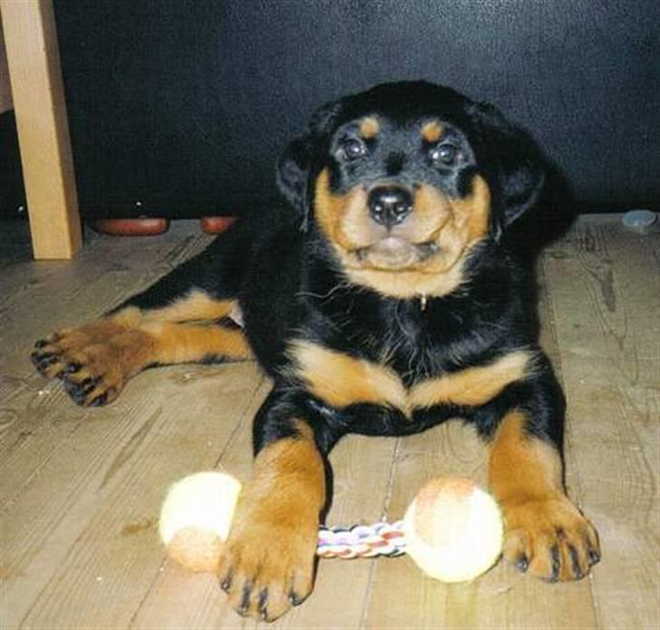 Rottweiler Tazja, fattiggårdens Foxy billede 10