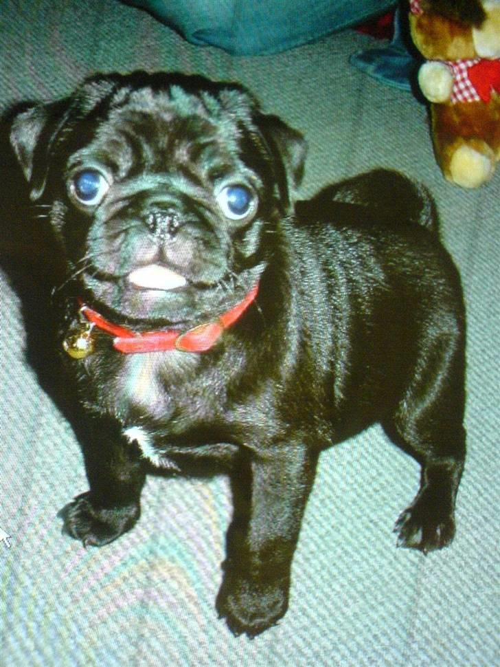 Mops Chili billede 3