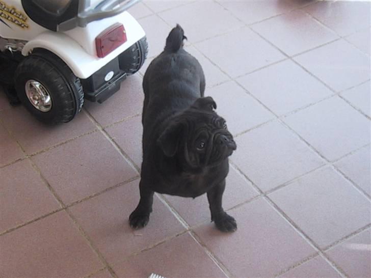 Mops Chili billede 4