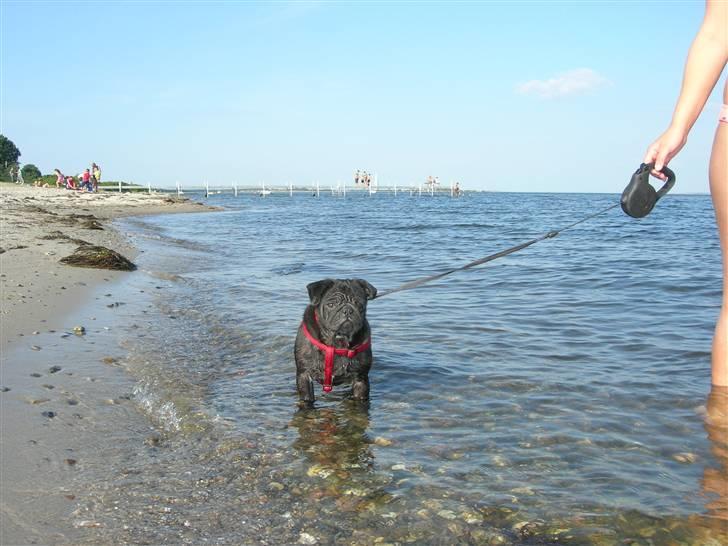 Mops Chili - Jeg er en rigtig vandhund... billede 5