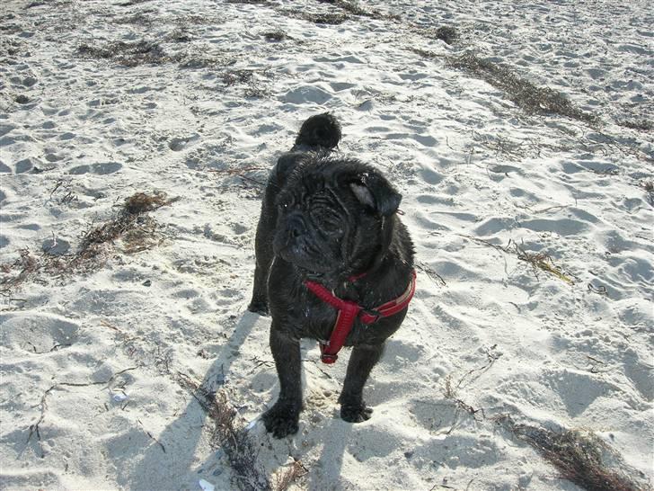 Mops Chili - Se lige strandløven... billede 6