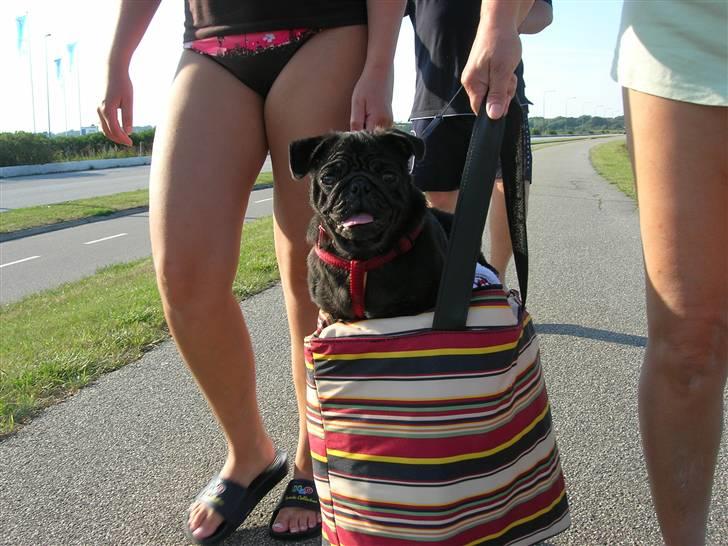 Mops Chili billede 7