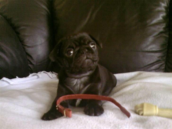 Mops Chili billede 8