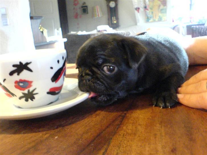 Mops Chili billede 9