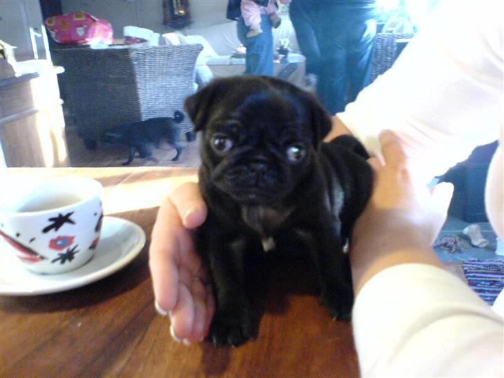 Mops Chili billede 10