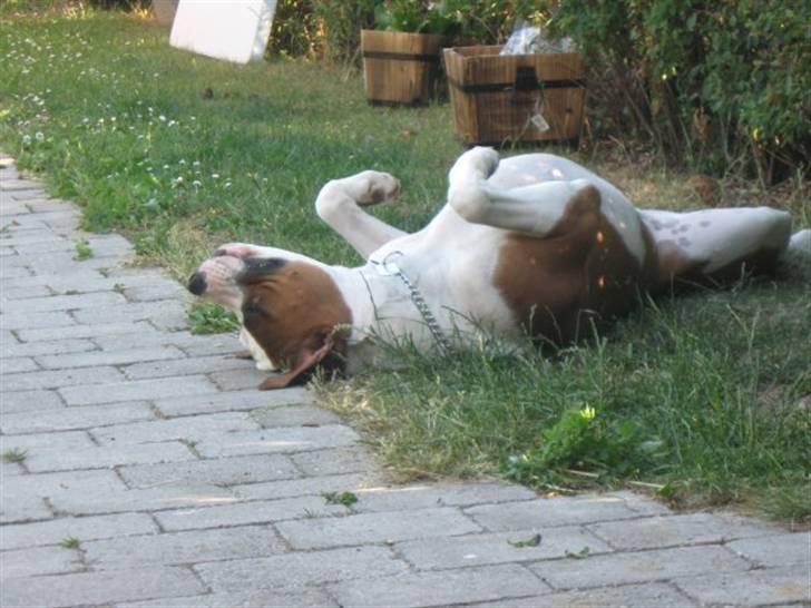 Blanding af racer Eddy billede 16