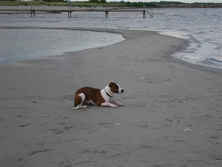 Blanding af racer Eddy billede 17