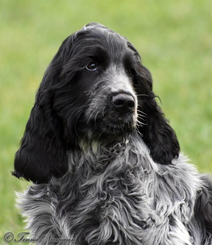 Cocker spaniel safir of mombasa. - er jeg en flot fyr,  billede 1