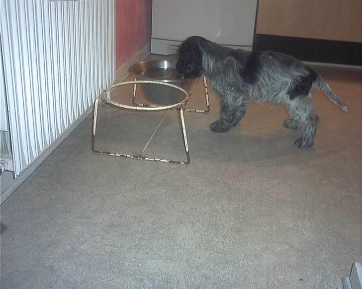 Cocker spaniel safir of mombasa. - hovsa,,,, her var der vand. billede 2