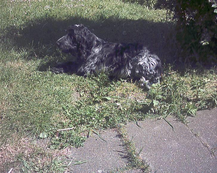 Cocker spaniel safir of mombasa. - min cockerpuddel hihi. efter sin klipning. billede 3