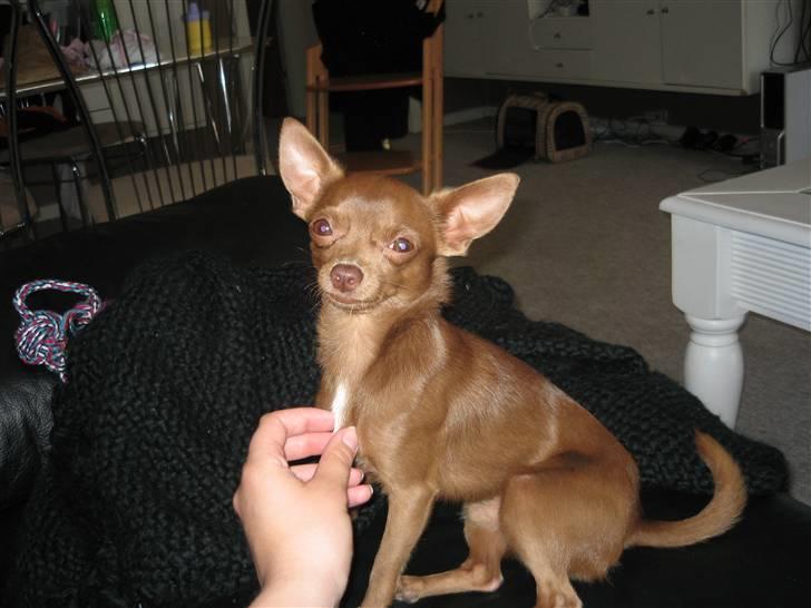 Chihuahua Bailey billede 5