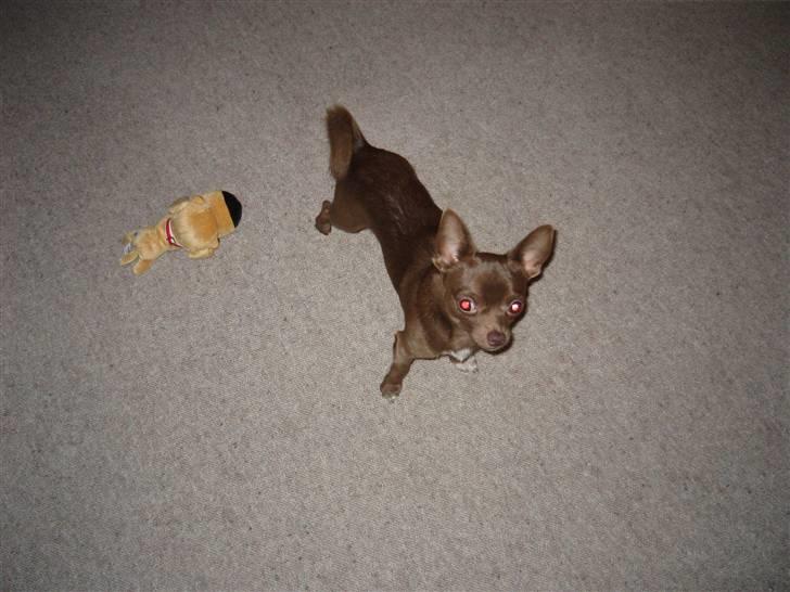 Chihuahua Bailey billede 7