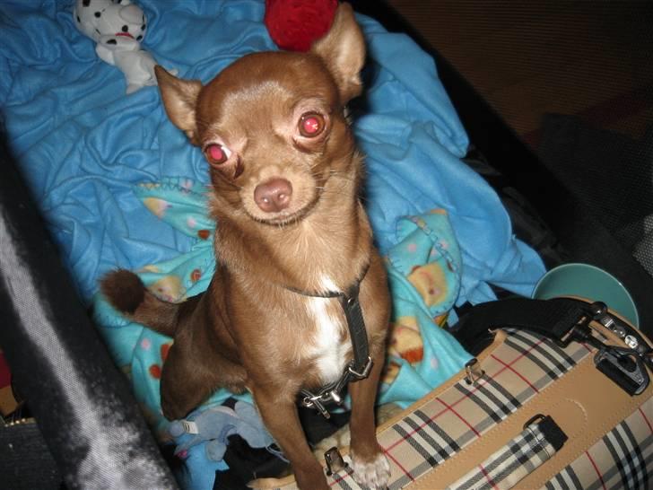Chihuahua Bailey billede 9