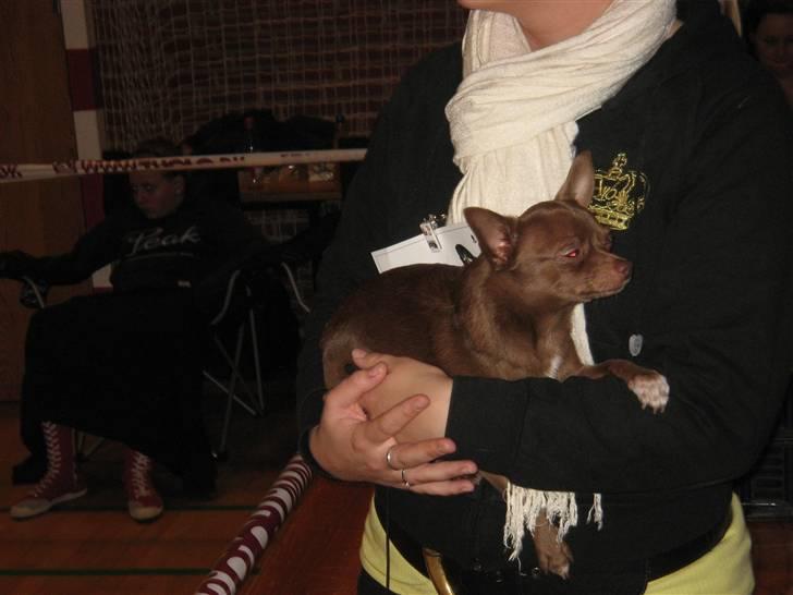 Chihuahua Bailey - Træt efter en lang dag på udstilling...  billede 14