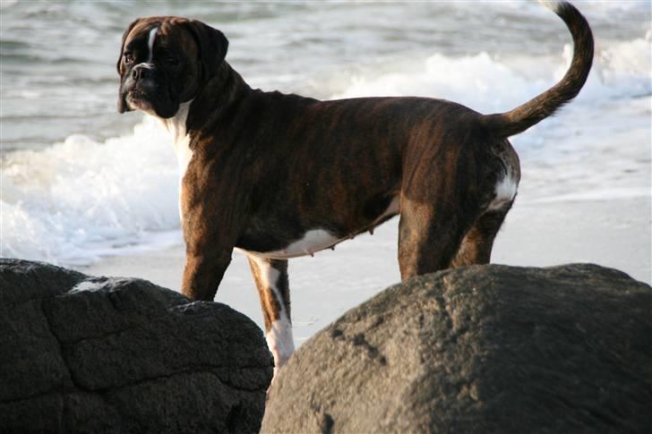 Boxer Gabby - En dejlig tur på stranden billede 17