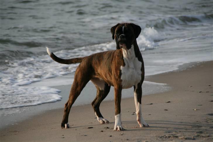 Boxer Gabby - Model hund på stranden. billede 18