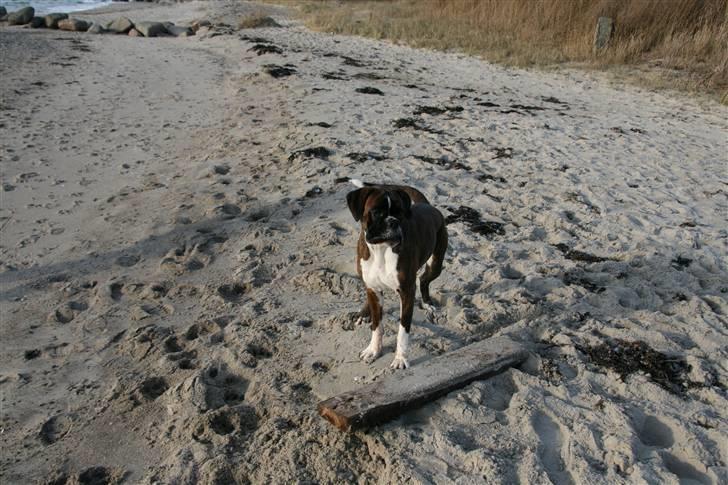 Boxer Gabby - GAbby har fundet en "lille pind"  på stranden billede 19