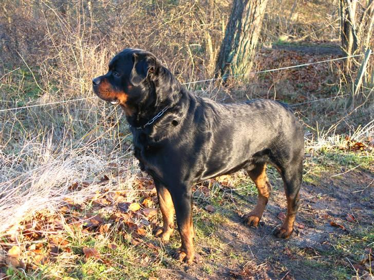 Rottweiler nico - jeg tro det er forår billede 12