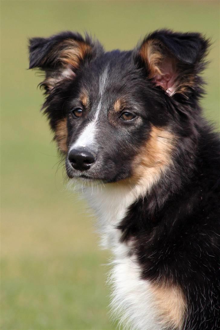 Border collie Sheila R.I.P - sidde model for åsa billede 13