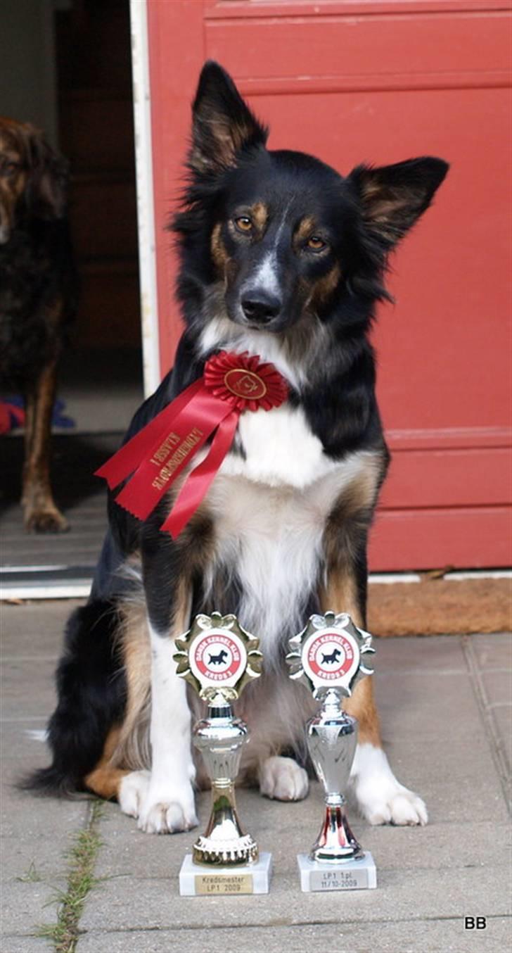 Border collie Sheila R.I.P - Kredsmester 2009 billede 17