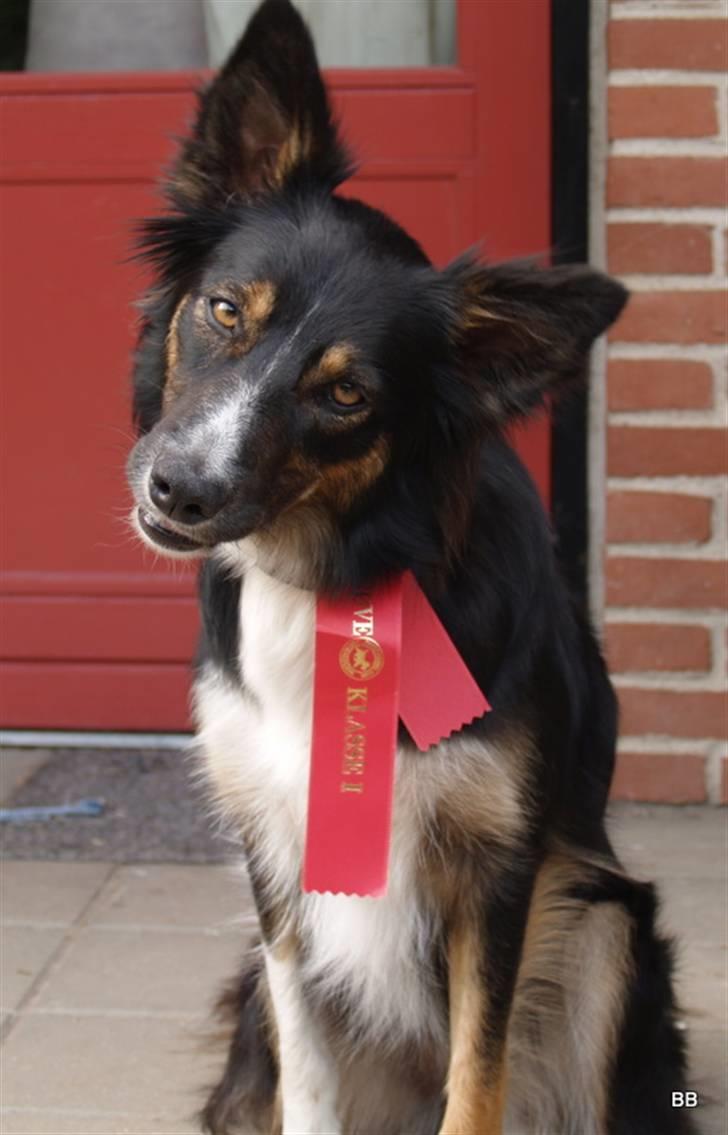 Border collie Sheila R.I.P - 1 pr, i LP1 billede 18