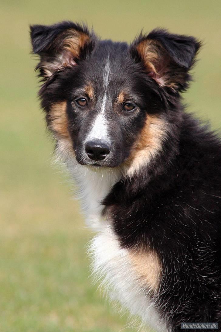 Border collie Sheila R.I.P - jeg er lige blivet fotomodel billede 16