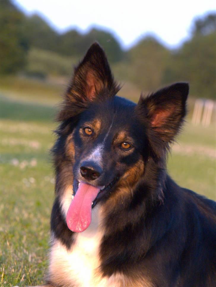 Border collie Sheila R.I.P - jeg er en lille bandit Hihi billede 23