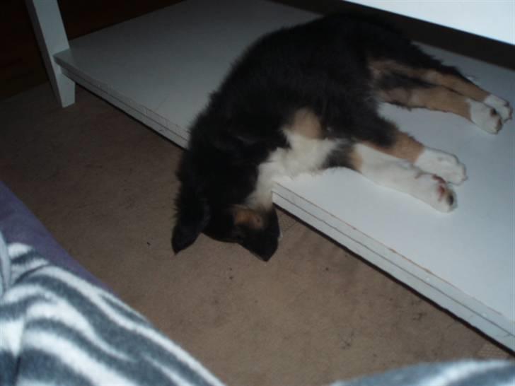 Border collie Sheila R.I.P - sov under borde billede 24