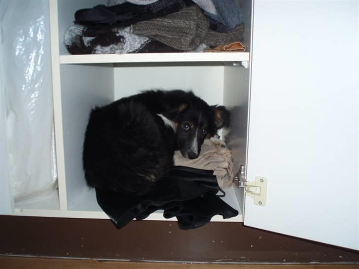 Border collie Sheila R.I.P - sov lige i skabet billede 25