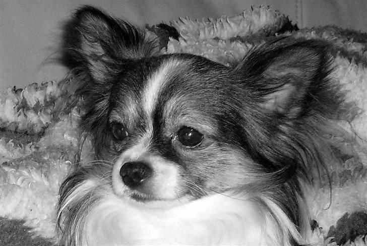 Chihuahua Chili "Rottweileren"RIP - mulighed til tattoo? billede 25