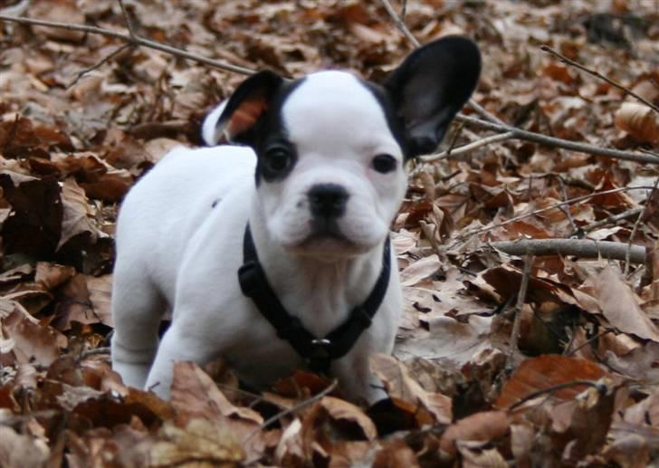 Fransk bulldog Mini Goofie - Hendes første gang i skoven :) billede 3