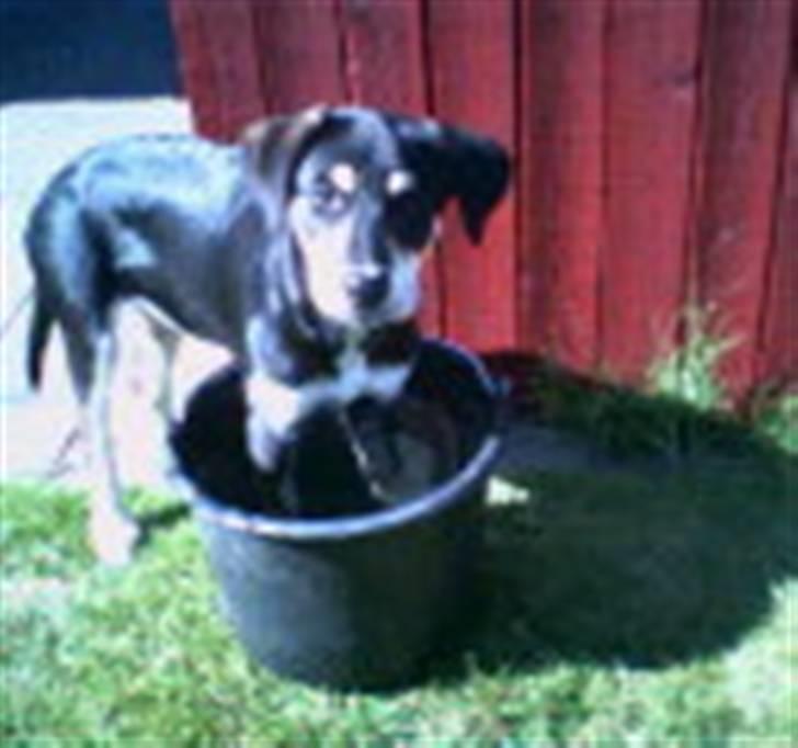 Blanding af racer Joy - Der er vand i spanden yes ;) billede 2