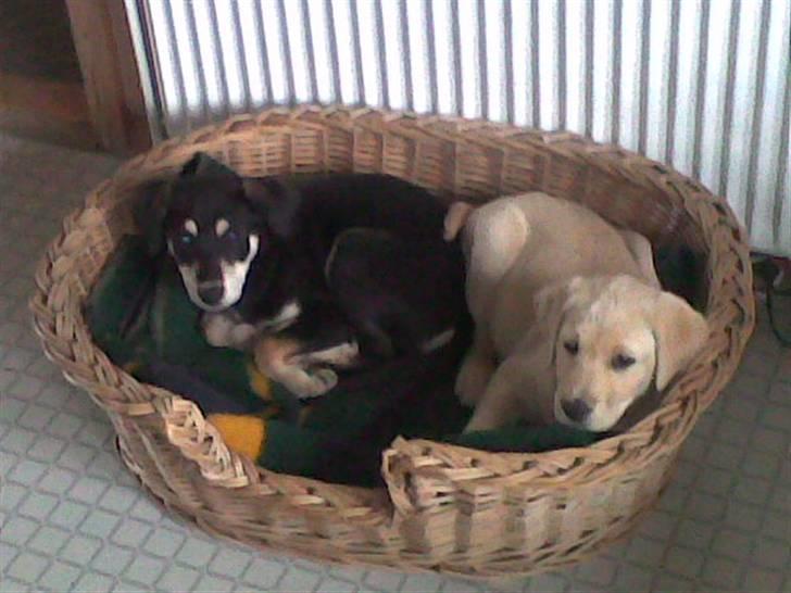 Blanding af racer Joy - Vi kan lige være der :). Det er Dina min gode kammelegerat billede 4