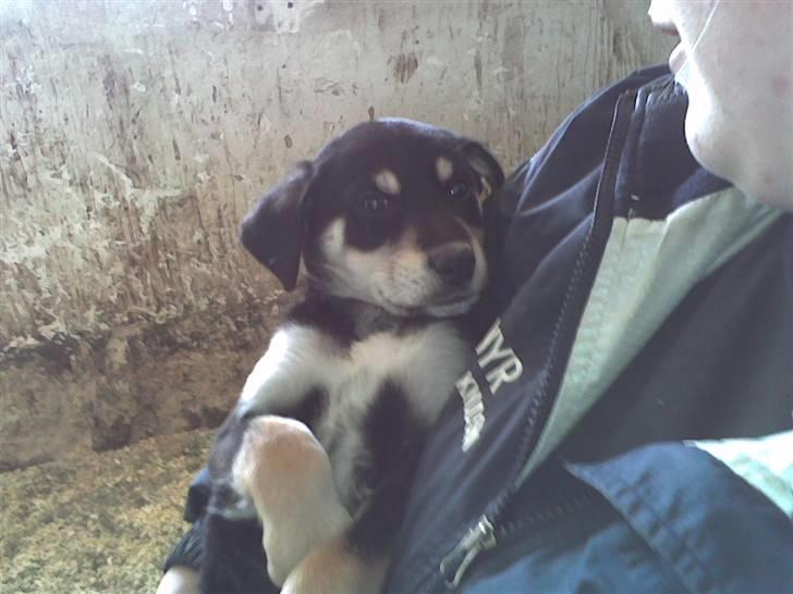 Blanding af racer Joy - Ja i valgte rigtigt billede 5