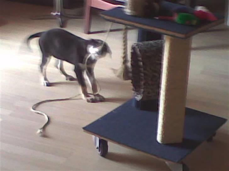 Blanding af racer Joy - Den skal ikke stå der. billede 6