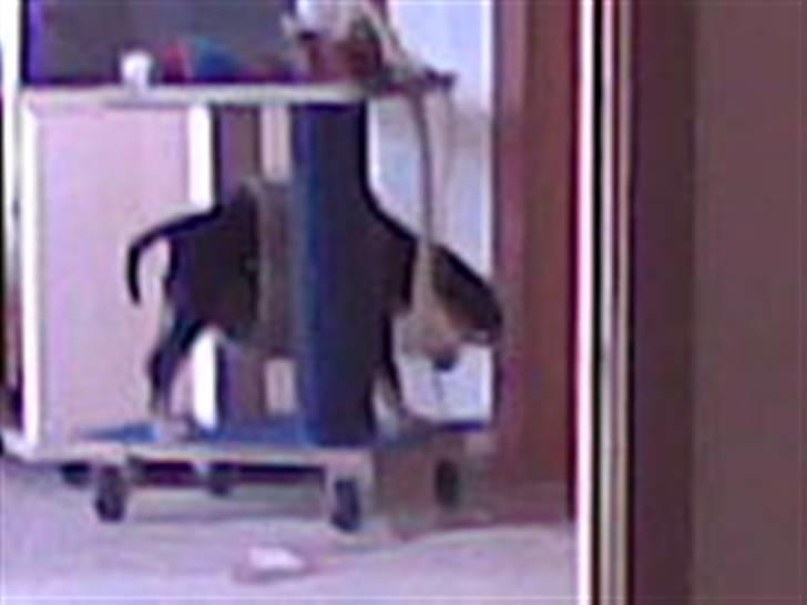 Blanding af racer Joy - Nøj en tunnel man kan gå igennem billede 7