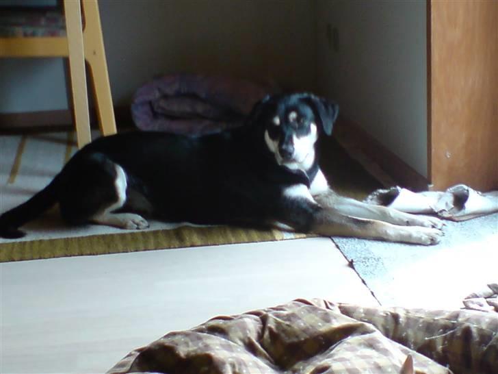 Blanding af racer Joy - Jeg kom til at smage lidt på skoene billede 8