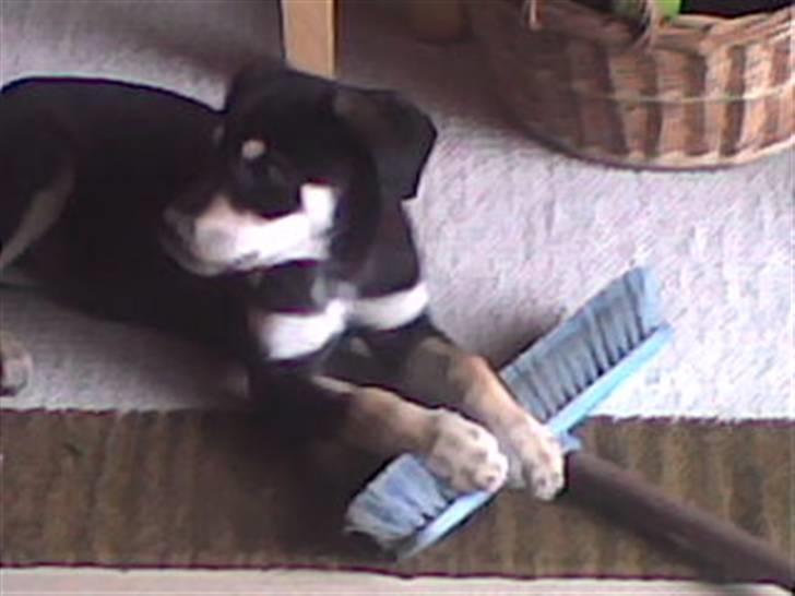 Blanding af racer Joy - Det er min. billede 9