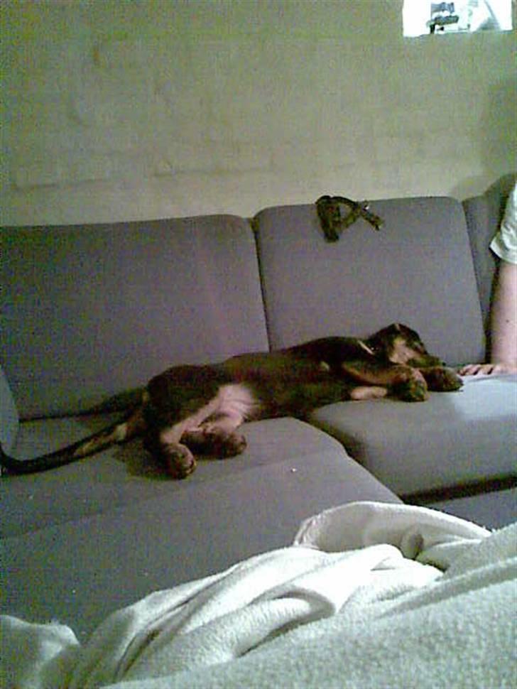 Blanding af racer Spikei - 15 uger gammel billede 6