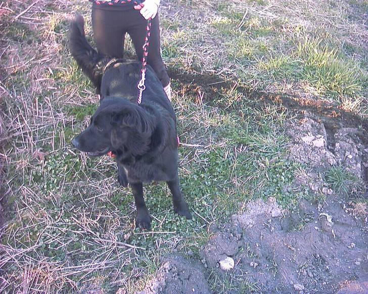 Flat coated retriever Freja billede 5