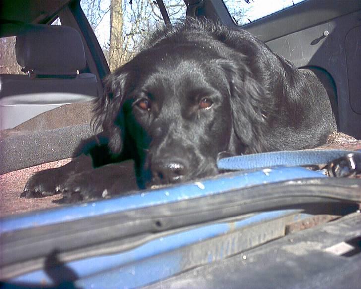 Flat coated retriever Freja billede 3