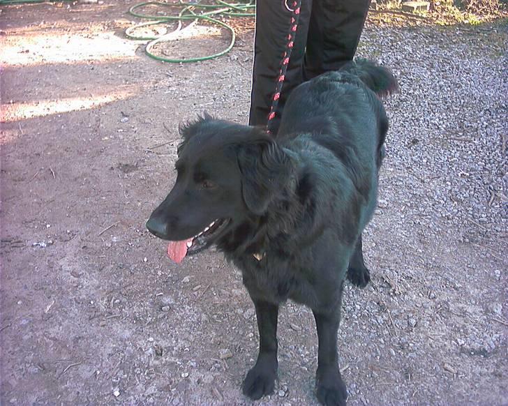 Flat coated retriever Freja billede 4