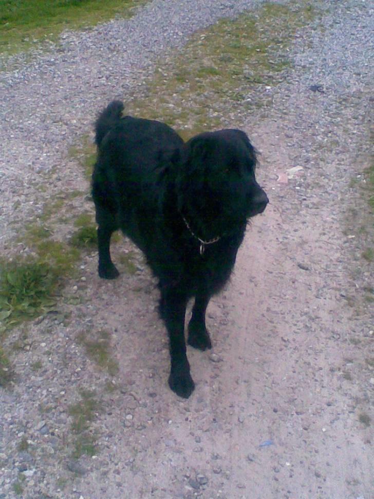 Flat coated retriever Freja - nyt billede 6