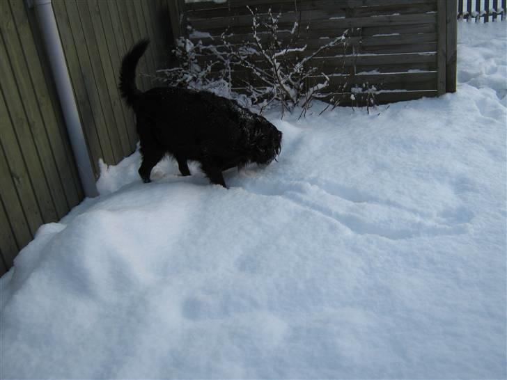 Flat coated retriever Freja - nyt billede 7