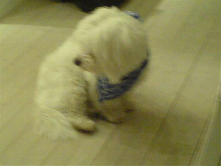 Coton de tulear bamse billede 6