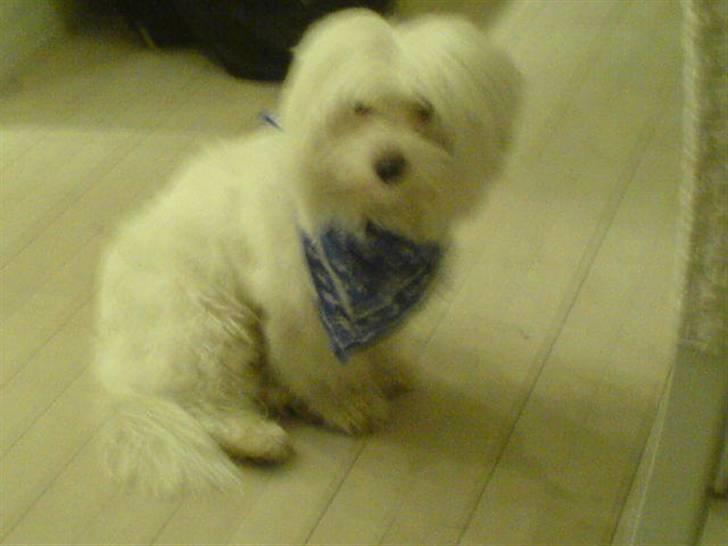 Coton de tulear bamse billede 7