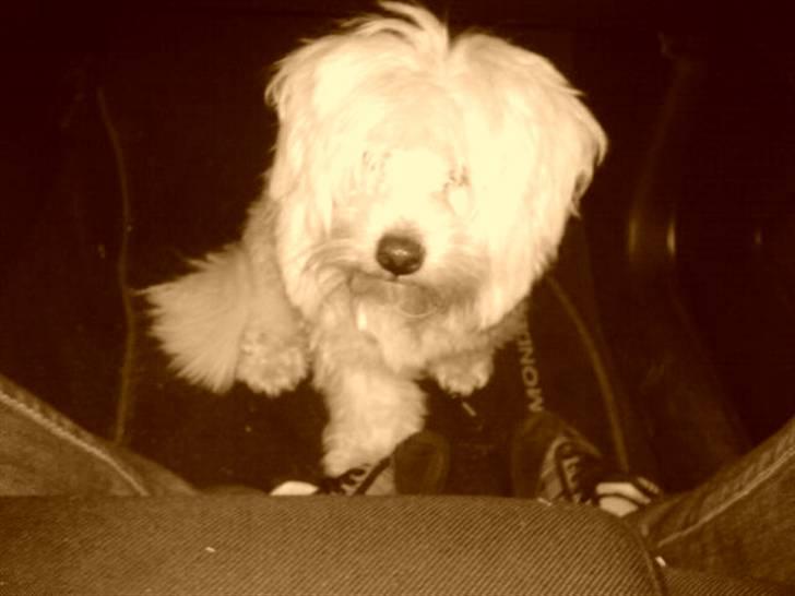 Coton de tulear bamse billede 9