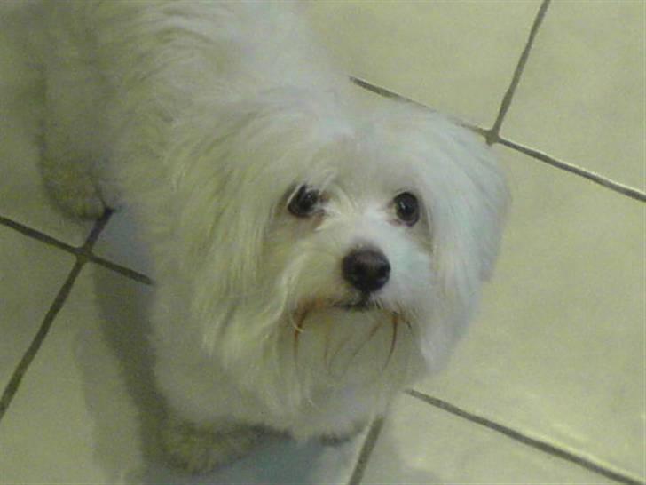 Coton de tulear bamse billede 10