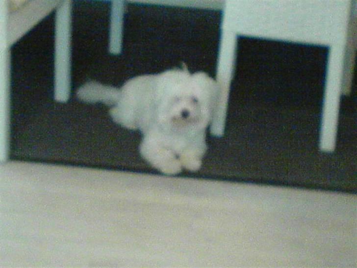 Coton de tulear bamse billede 11